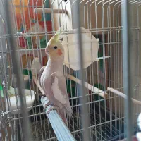 عروس هلندی نر جوجه ۶ماهه بشرط سلامت|پرنده|تهران, سلسبیل شمالی|دیوار