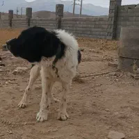 سگ گله ای نر|سگ|اصفهان, باغ نگاره|دیوار