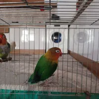 جفت طوطی برزیلی نرو ماده رخ هلویی