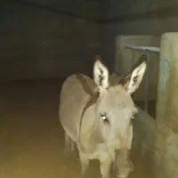 یک عدد خر نر ۲ سال پالونی