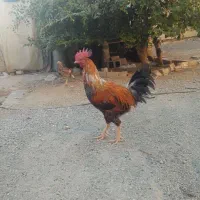 مرغ خروس|حیوانات مزرعه|ایرانشهر, |دیوار