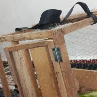 خرگوش لپ|موش و خرگوش|انبارآلوم, |دیوار