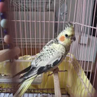 عروس هلندی ماده 3ماهه