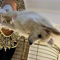 حیوانات خانگی