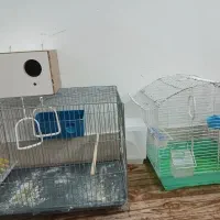 قفس و مرغ عشق|پرنده|قم, شاه سید علی|دیوار