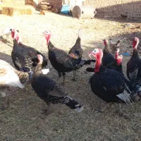 بوقلمون|حیوانات مزرعه|جعفرآباد, |دیوار