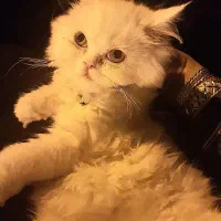 واگذاری گربه پرشین کلاسیک اقیم شده|گربه|تبریز, |دیوار