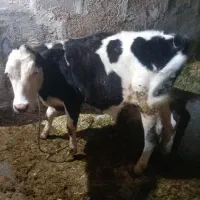 ۲گوساله خوش رخ|حیوانات مزرعه|دهگلان, |دیوار