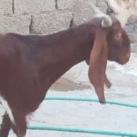 فروش بز وپازن|حیوانات مزرعه|بندر دیر, |دیوار