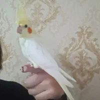 جوجه عروس هلندی