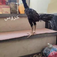 جوجه لاری اوشامو و افغان  مرغ لاری خروس لاری|حیوانات مزرعه|کرمانشاه, |دیوار