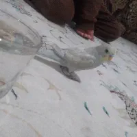 مرغ عشق بازی گوش