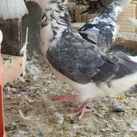 تعدادی شکار