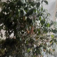 گل بنجامین