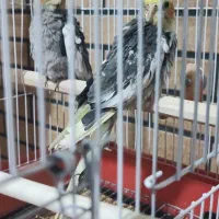 جوجه عروس هلندی|پرنده|پیر بکران, |دیوار