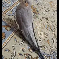 عروس هلندی سالم و سرحال|پرنده|اردکان, |دیوار