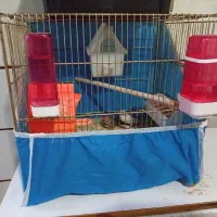 یک جفت فنچ با قفس فروش فوری