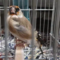 سهره جوجه
