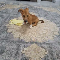 سگ میکس اشپیتز