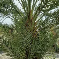 پاجوش پیارم