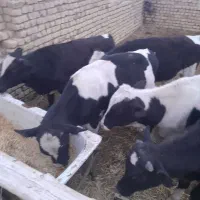 5 راس گوساله نر 250 کیلو