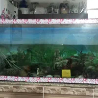 آکواریوم شیشه ۱۰میل