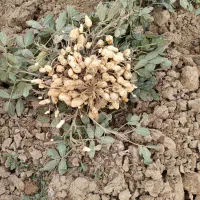 فروش بادام زمینی اعلا درجه یک  با تناژ بالا|عمده‌فروشی|گرمادوز, |دیوار