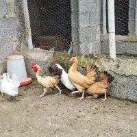 مرغ و خروس چینی|حیوانات مزرعه|رشت, لاکان شهر|دیوار