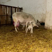 بره نرهای ژنتیکی از پدرتری پلاس  مادرهای پرتولید