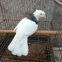 کبوتر طوقی ماده