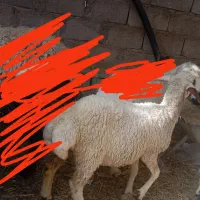 دو عدد بره ماده چاق سرحال سالم|حیوانات مزرعه|جیرفت, |دیوار