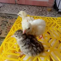 بوقلمون موجود است