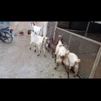 بز نجدی|حیوانات مزرعه|بروجرد, |دیوار