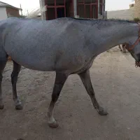 اسب ترکمن  ابست....