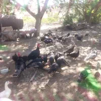 بوقلمون محلی|حیوانات مزرعه|شاهرود (اردبیل), |دیوار