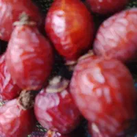 ایت بورنی به فارسی نسترن