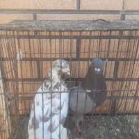 کبوتر نر عالی|پرنده|کاشان, مشکات|دیوار