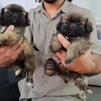 توله سگ|سگ|مسجد سلیمان, |دیوار