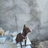 سگ پاکوتاه|سگ|خرمآباد, |دیوار