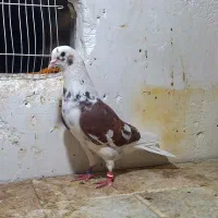 فروش ۴عدد کبوتر درجه یک