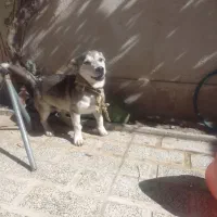 سگ هاسکی اصل|سگ|صباشهر, |دیوار