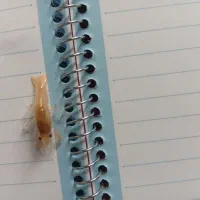 بچه لابستر سایز سه و دو سانت