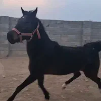 اسب مادیان کرد عرب.