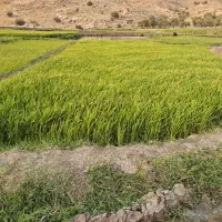 تیم  چمپا  ۴۰روزه کامل.