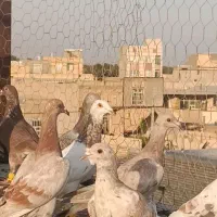 هفرنگ خطی|پرنده|اقبالیه, |دیوار