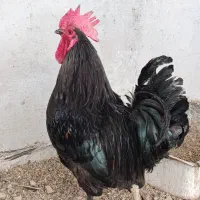 خروس|حیوانات مزرعه|سوسنگرد, |دیوار