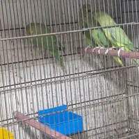 طوطی ملنگو سبز|پرنده|بندرعباس, |دیوار