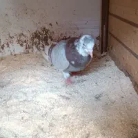 کبوتر جوان|پرنده|رشت, شهرک احمد خمینی|دیوار