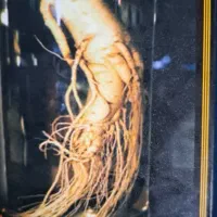 درمان سریع و گیاهی برای چاقی صورت و بدن