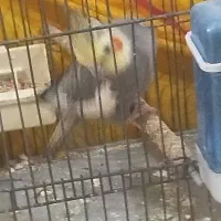 کفتر عروس هلندی ..قناری سهره معاوضه با|پرنده|پاکدشت, پاکدشت (مامازند)|دیوار